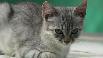 Cat, Gray, Portrait - Close-up photo of a gray tabby cat looking at the camera. video