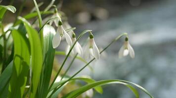 Snowdrops Flowers Spring Bloom. Near stream, early spring, symbolizes hope. video