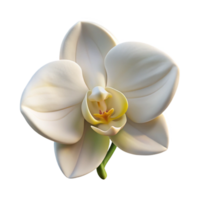 extraordinary classic A single, perfect white orchid, soft studio lighting, botanical illustration style authentic png