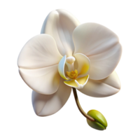 beautiful minimalist A single, perfect white orchid, soft studio lighting, botanical illustration style high quality png
