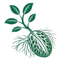 a green plant with roots and leaves vector