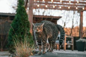 Frightened cat is standing, outdoors on the backyard at daytime photo