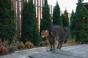 Frightened cat ,is standing outdoors on the backyard at daytime photo