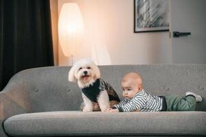 Toddler is on the sofa with maltese ,dog. Indoors at home photo