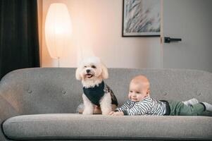 Animal is in ,black clothes. Toddler is on the sofa with maltese dog. Indoors at home photo