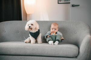Toddler, is on the sofa with maltese dog. Indoors at home photo