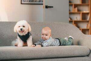 Animal is in black clothes. Toddler, is on the sofa with maltese dog. Indoors at home photo