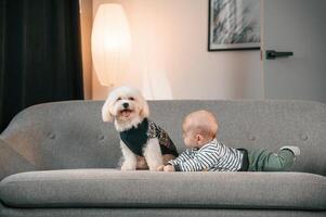 Toddler is on the, sofa with maltese dog. Indoors at home photo
