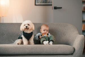 Animal is in black clothes. Toddler is on ,the sofa with maltese dog. Indoors at home photo