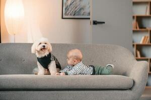 Animal is in, black clothes. Toddler is on the sofa with maltese dog. Indoors at home photo