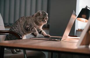 Using touchpad. Cute scottish fold cat is sitting by the table with laptop indoors photo