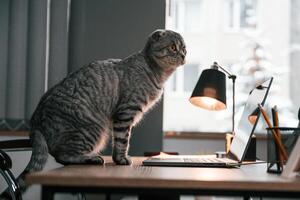 Side view. .Cute scottish fold cat is standing by the table with laptop indoors photo