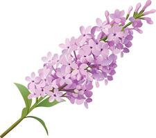 A Stunning Bouquet of Delicate Lilac Blossoms in Full Bloom on a Branch vector