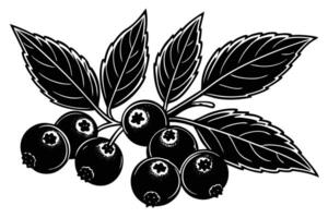 A black and white illustration of a branch of berries and leaves. vector