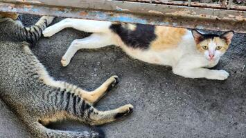 two cats laying on the ground near a metal gate photo