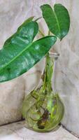 a plant in a vase with water and leaves photo