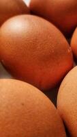 a close up of a group of brown eggs photo
