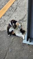 a cat laying on the ground photo