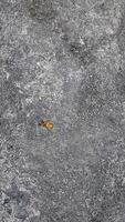 A Tiny Life on a Vast Surface photo