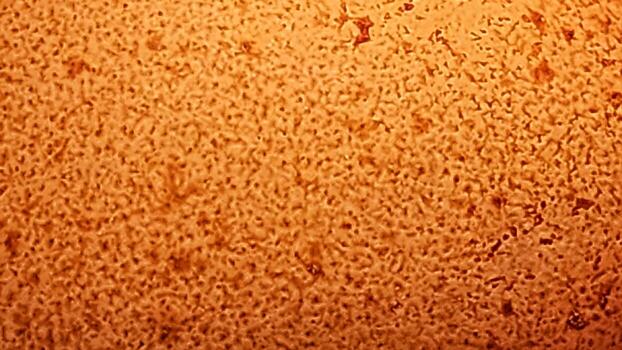 a close up of a brown surface with a few spots of light photo