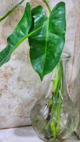 a plant in a glass vase on a counter photo