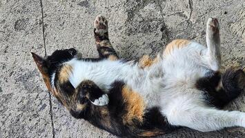 a calico cat rolling around on its back photo