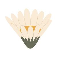 ElegDaisy flower with petals vector