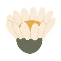Blooming chamomile with details vector