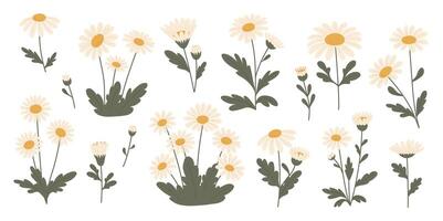 Collection of delicate daisies. Compositions of daisies. illustration. vector
