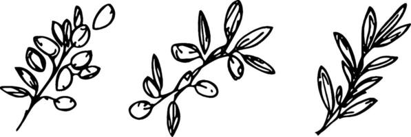 Three hand-drawn olive branches with leaves and olives, showcasing a simple and elegant design. vector