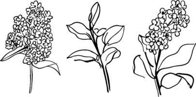 Three hand-drawn illustrations of flowering plants, showcasing clusters of small flowers and leaves. The designs are simple and elegant, emphasizing the floral shapes. vector