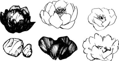 A collection of hand-drawn sketches of lotus flowers and leaves, showcasing various styles and perspectives. The illustrations include both open and closed blooms, along with stones. vector