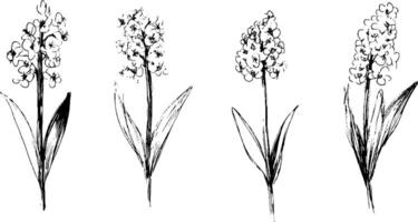 A series of four hand-drawn sketches of flowers, each with distinct shapes and sizes. The flowers are depicted with elongated stems and broad leaves, showcasing artistic variations in design. vector