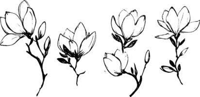 A collection of hand-drawn magnolia flowers and branches, showcasing various stages of bloom. The illustrations feature delicate petals and leaves, emphasizing natural beauty. vector