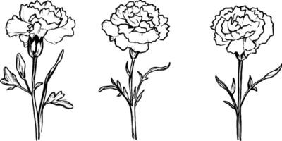 Three hand-drawn illustrations of carnation flowers, showcasing different stages of bloom. Each flower is depicted with detailed petals and leaves, emphasizing their natural beauty. vector
