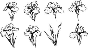 A collection of hand-drawn sketches of iris flowers, showcasing various angles and stages of bloom. The illustrations feature delicate lines and details, emphasizing the beauty of the iris. vector