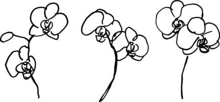 A minimalist line drawing of three orchid flowers, showcasing their elegant shapes and delicate features. The design emphasizes simplicity and artistic expression. vector