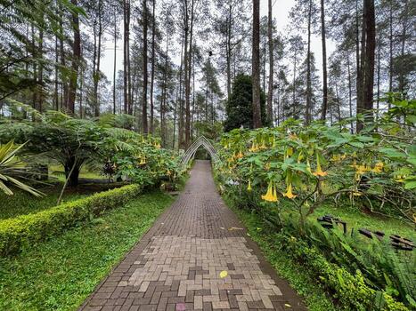 un pavimentado camino cortes mediante un denso bosque de pinos árbol, flanqueado por melocotón y limón amarillo de colores de ángel trompeta flor. el camino dirigir dentro el profundidad de el bosque, creando un sentido de tranquilidad foto