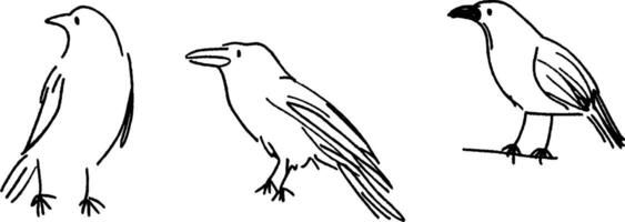 Three simple line drawings of birds in different poses. The first bird is standing upright, the second has a slightly open beak, and the third is perched with a detailed outline. vector