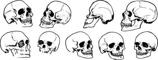 Collection of Skull Illustrations in Various Angles vector