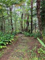 A narrow path that winds through the lush greenery of a dense forest, surrounded by towering trees and vibrant ferns all around photo