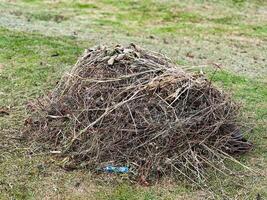 A small pile of dry branches and leaf is currently sitting peacefully on the soft grass beneath it, surrounded by various other natural elements photo