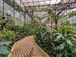 A beautiful greenhouse that is filled with an abundant variety of vibrant plants and colorful flowers, creating a stunning botanical display photo