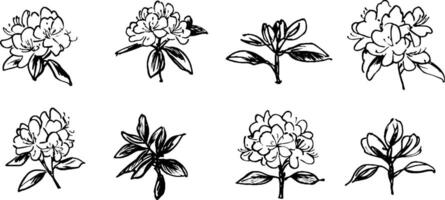 A collection of hand-drawn illustrations of flowers, showcasing various angles and details. Each flower features distinct petals and leaves, emphasizing artistic style. vector