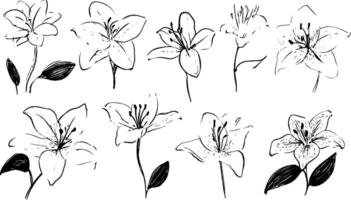 A collection of hand-drawn lily flowers in various styles, showcasing different angles and details. Each flower features delicate petals and leaves, emphasizing their natural beauty. vector