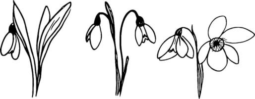 A collection of hand-drawn snowdrop flowers, showcasing their delicate petals and slender leaves. The design features three variations of the snowdrop, emphasizing their graceful appearance. vector