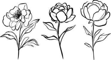 Three hand-drawn peony flowers with leaves, showcasing different stages of bloom. The flowers are outlined in black with intricate details, set against a white background. vector