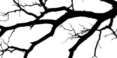 Silhouette of Tree Branches on White Background vector