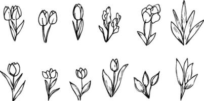 A collection of hand-drawn floral illustrations featuring various types of tulips and other flowers. Each flower is depicted with simple lines and details, showcasing their unique shapes and forms. vector