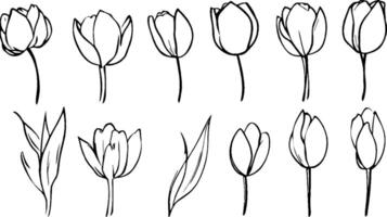 A collection of hand-drawn tulip illustrations in various styles and orientations. The design features different shapes and arrangements of tulip flowers and leaves, showcasing their delicate beauty. vector